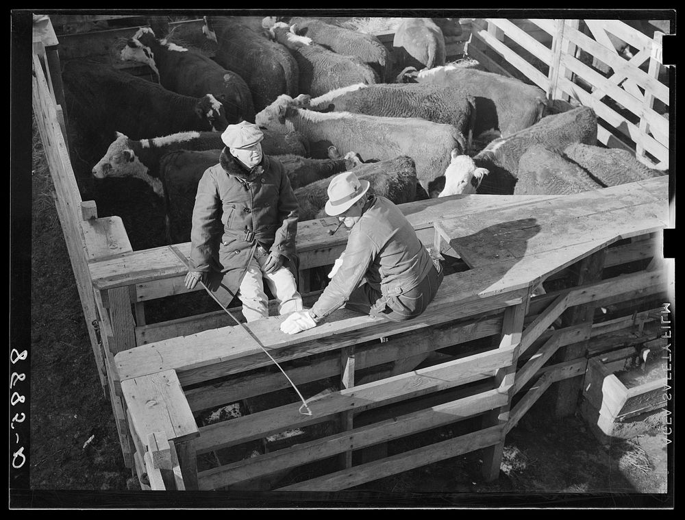 Salesman at the stockyards. South Omaha, Nebraska. Sourced from the Library of Congress.