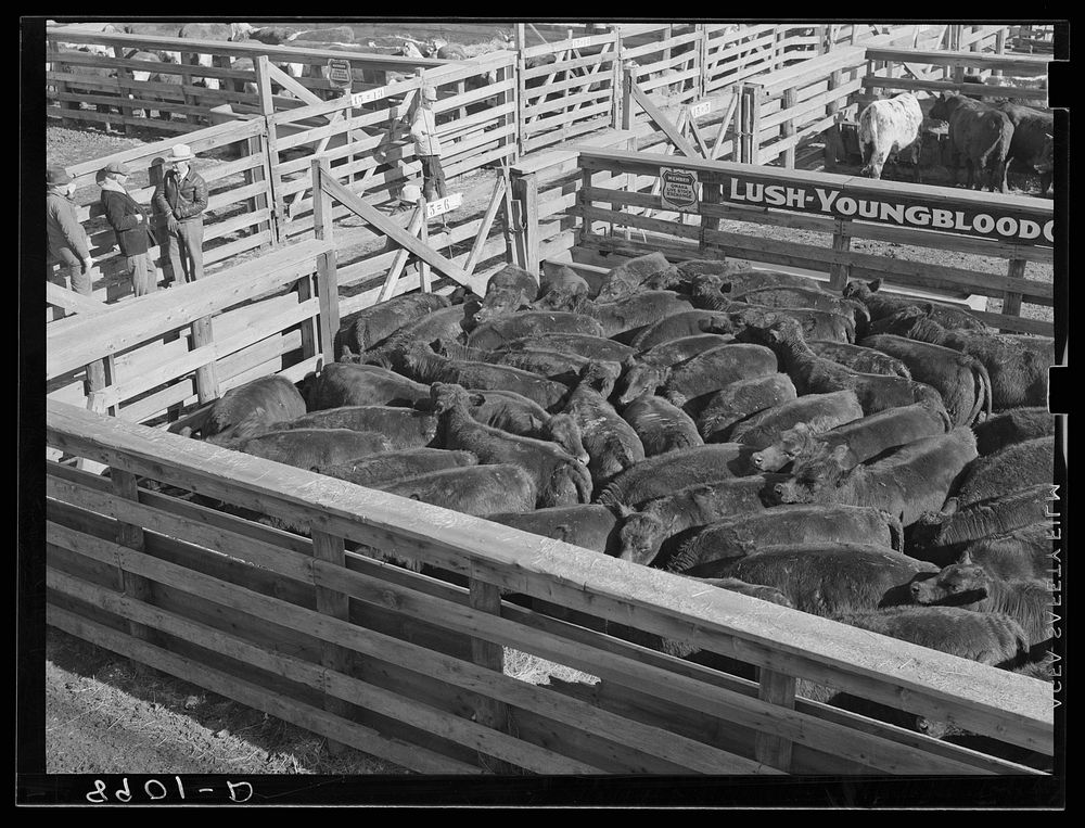 Cattle in stockyards. South Omaha, Nebraska. Sourced from the Library of Congress.