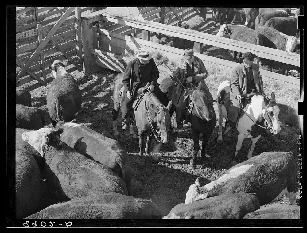 Salesman and two buyers. South Omaha stockyards. Nebraska. Sourced from the Library of Congress.