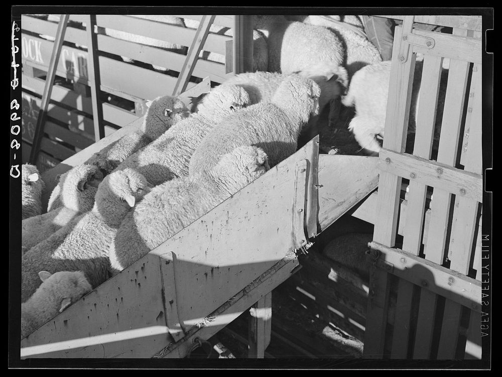Loading sheep into freight car. South Omaha, Nebraska. Sourced from the Library of Congress.