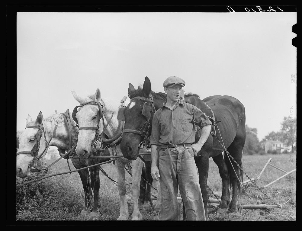 Farmer and team near Frederick, Maryland. Sourced from the Library of Congress.