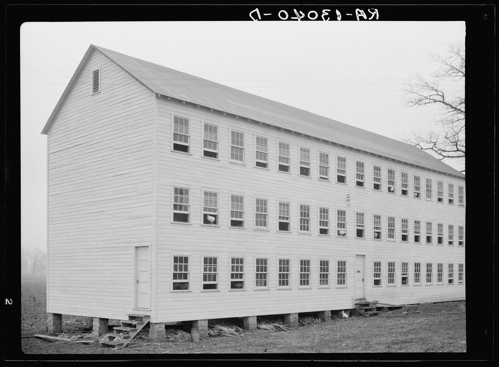 Cooperative poultry barn at Arthurdale project. Reedsville, West Virginia. Sourced from the Library of Congress.