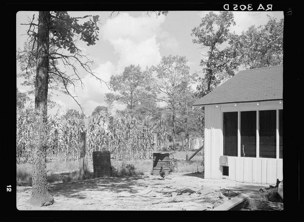 [Untitled photo, possibly related to: Backyard, Meridian (Magnolia Homesteads), Mississippi]. Sourced from the Library of…