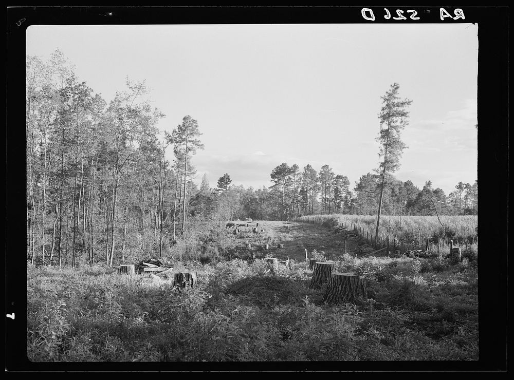 [Untitled photo, possibly related to: Cut-over land. Irasburg, Vermont]. Sourced from the Library of Congress.