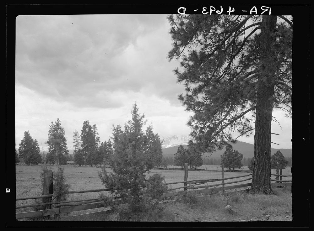 [Untitled photo, possibly related to: A field of alfalfa in the Willamette Valley, Oregon. Mount Hood in the background].…
