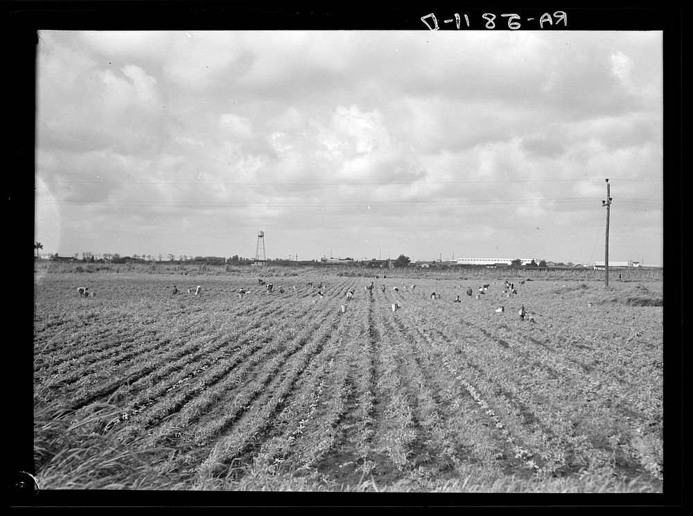 [Untitled photo, possibly related to: Picking beans in the "muck." Belle Glade, Florida]. Sourced from the Library of…