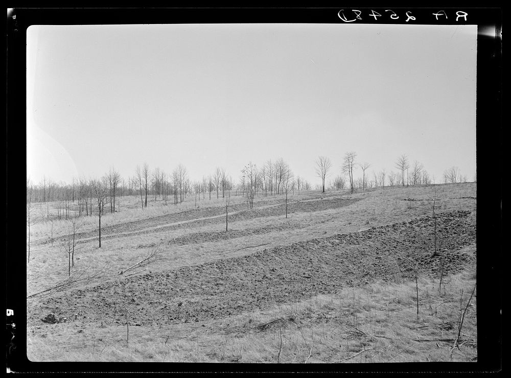 [Untitled photo, possibly related to: Check brush dam on Coalins Forest and Game Reservation between Tennessee and…