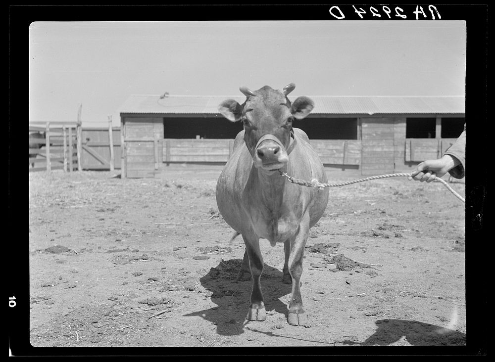 [Untitled photo, possibly related to: Terra Blanca Dairy Farms. Randall County, Texas]. Sourced from the Library of Congress.