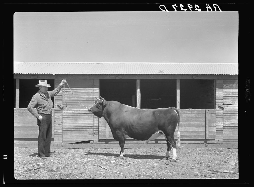 [Untitled photo, possibly related to: Terra Blanca Dairy Farms. Randall County, Texas]. Sourced from the Library of Congress.