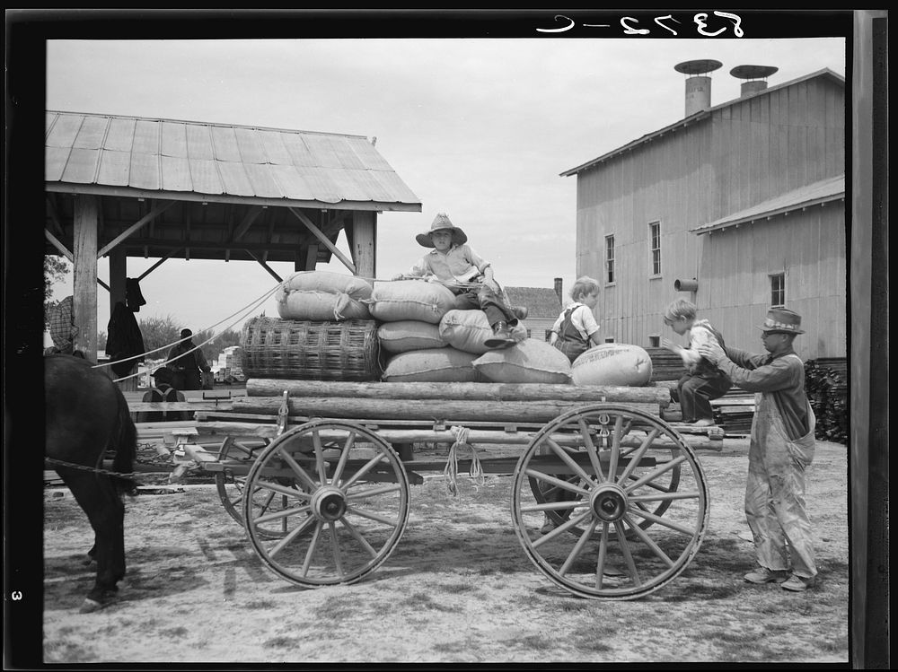 Farmer going home with  cotton seed and other  supplies which have, been  bought cooperatively.  Roanoke Farms, North …