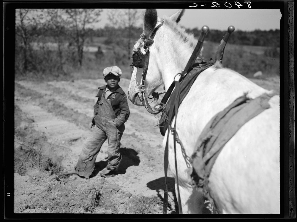 [Untitled photo, possibly related to: Farm boy, Guilford County, North Carolina]. Sourced from the Library of Congress.
