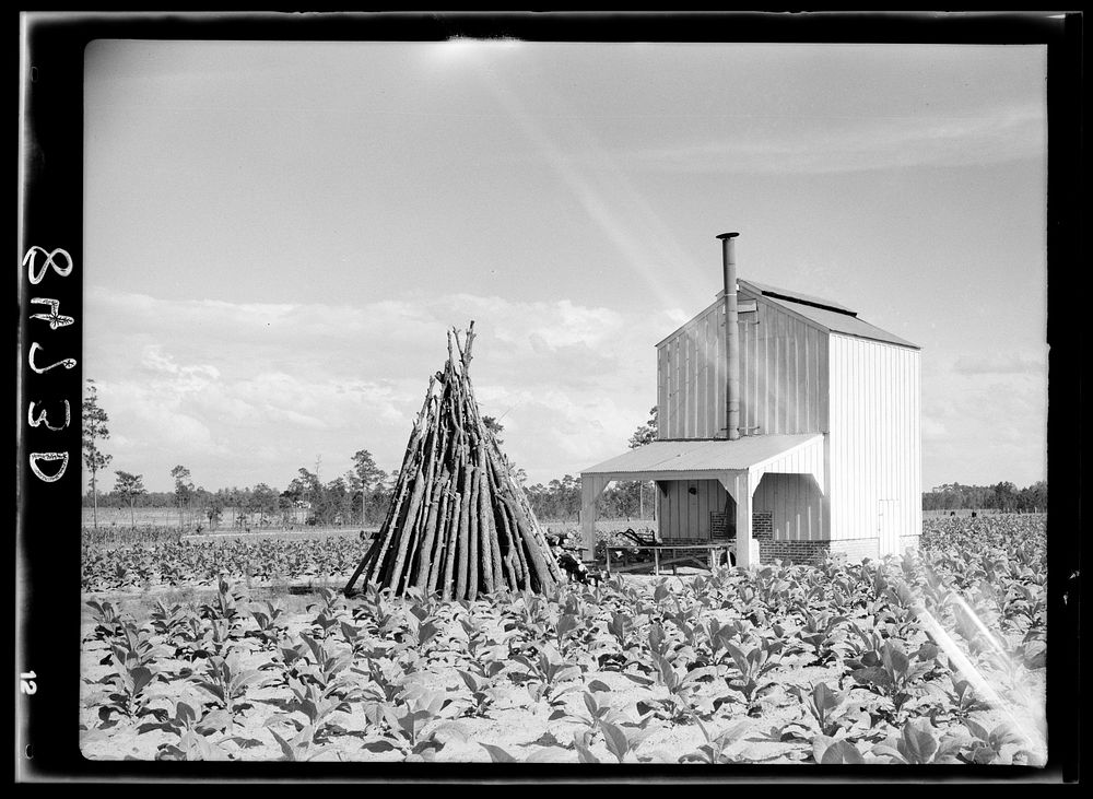 [Untitled photo, possibly related to: Flue cure tobacco barn on Irwinville Farms, Rural Resettlement Administration project…
