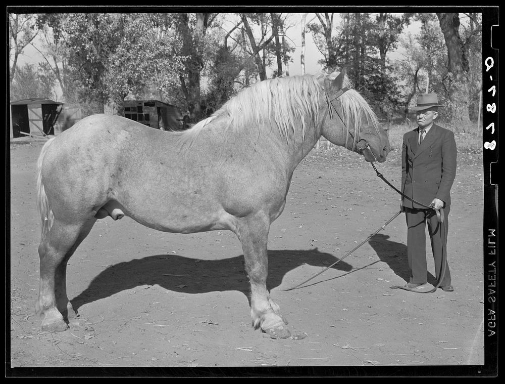 [Untitled photo, possibly related to: Cooperatively owned stallion bought with an Farm Security Administration loan. Cost…