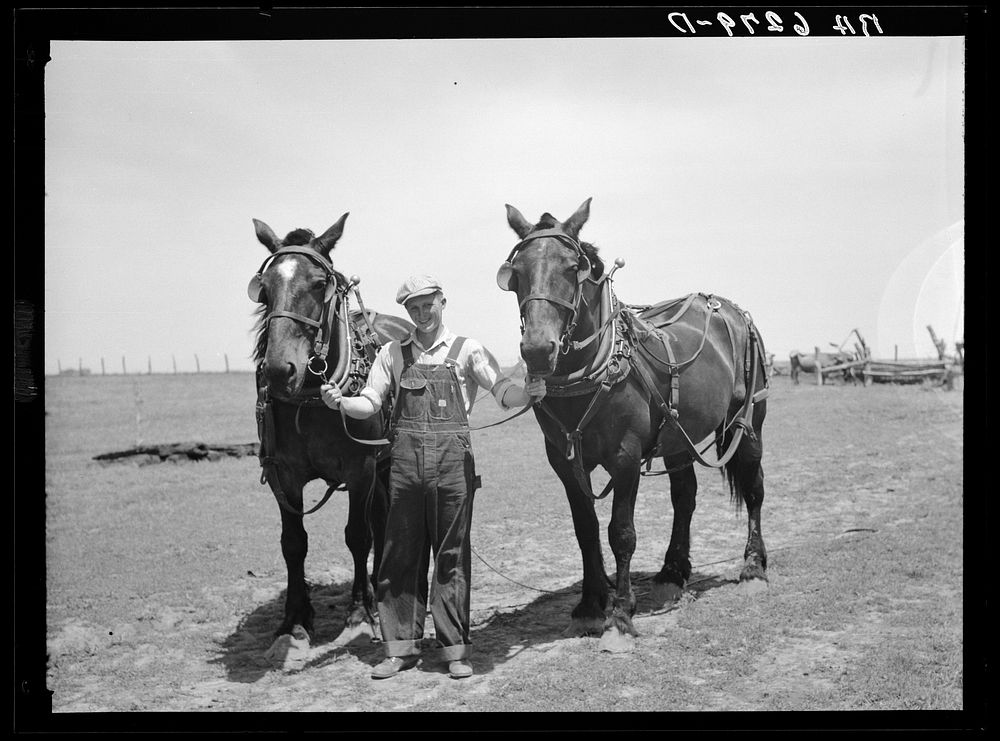 [Untitled photo, possibly related to: Marion Hills, young Iowan with horses purchased with rehabilitation loan. Center…