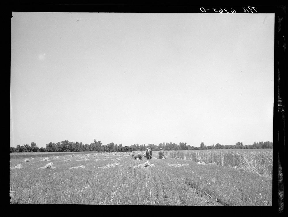 [Untitled photo, possibly related to: Wheat binding near Batesville, Arkansas]. Sourced from the Library of Congress.
