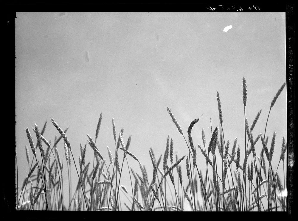 Batesville, Arkansas. Wheat Tops.. Sourced Free Photo rawpixel