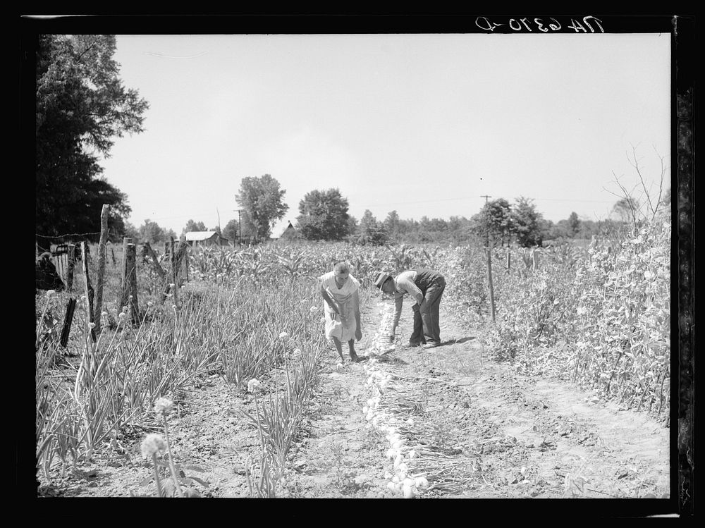[Untitled photo, possibly related to: Rehabilitation clients in garden. Near Batesville, Arkansas]. Sourced from the Library…