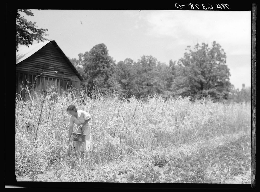 [Untitled photo, possibly related to: Rehabilitation client picking English peas on farm near Batesville, Arkansas]. Sourced…