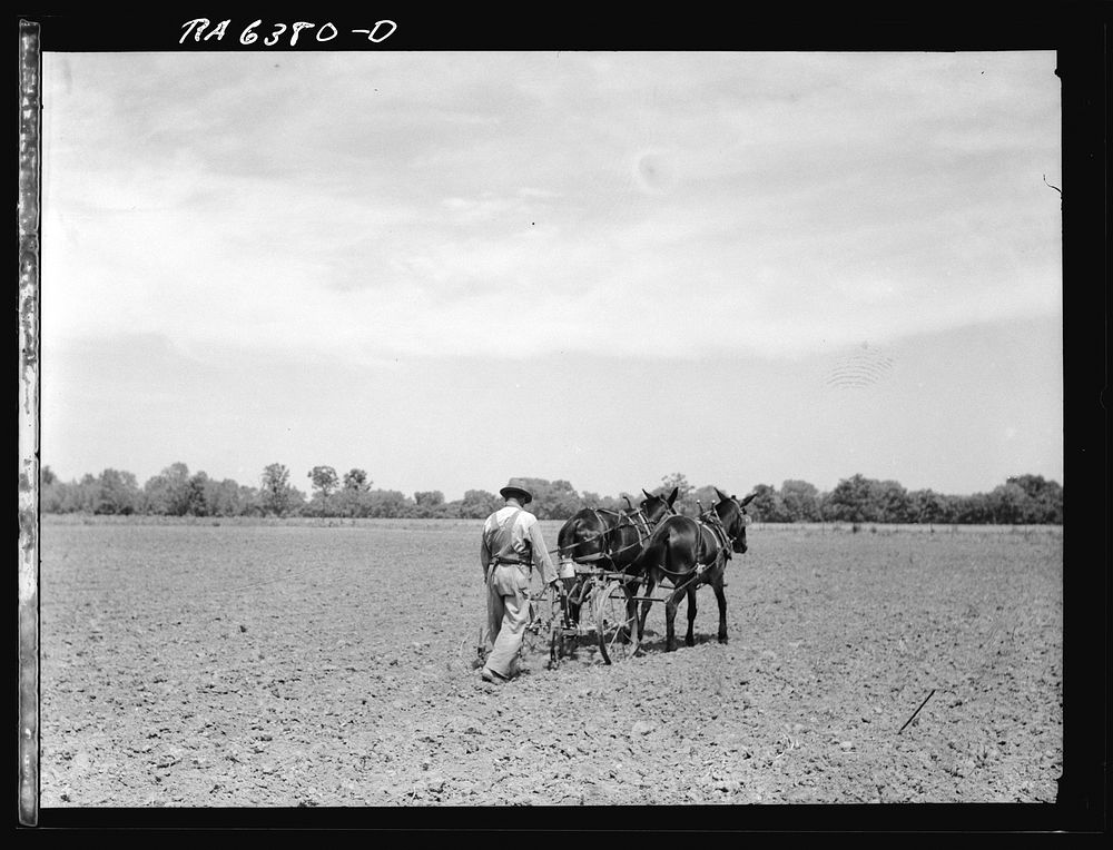 [Untitled photo, possibly related to: R.E. Sneed, rehabilitation client on cotton cultivator. Near Batesville, Arkansas].…