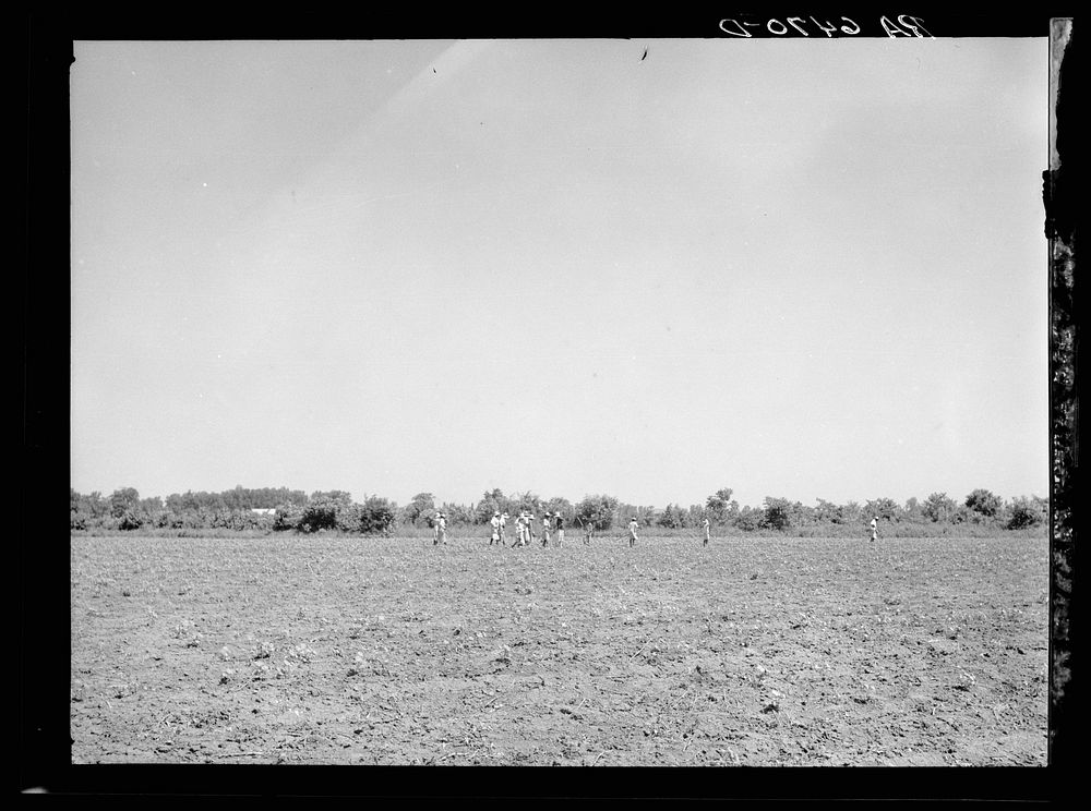 [Untitled photo, possibly related to: Cotton chopping on Mississippi Delta land near Clarksdale, Mississippi]. Sourced from…