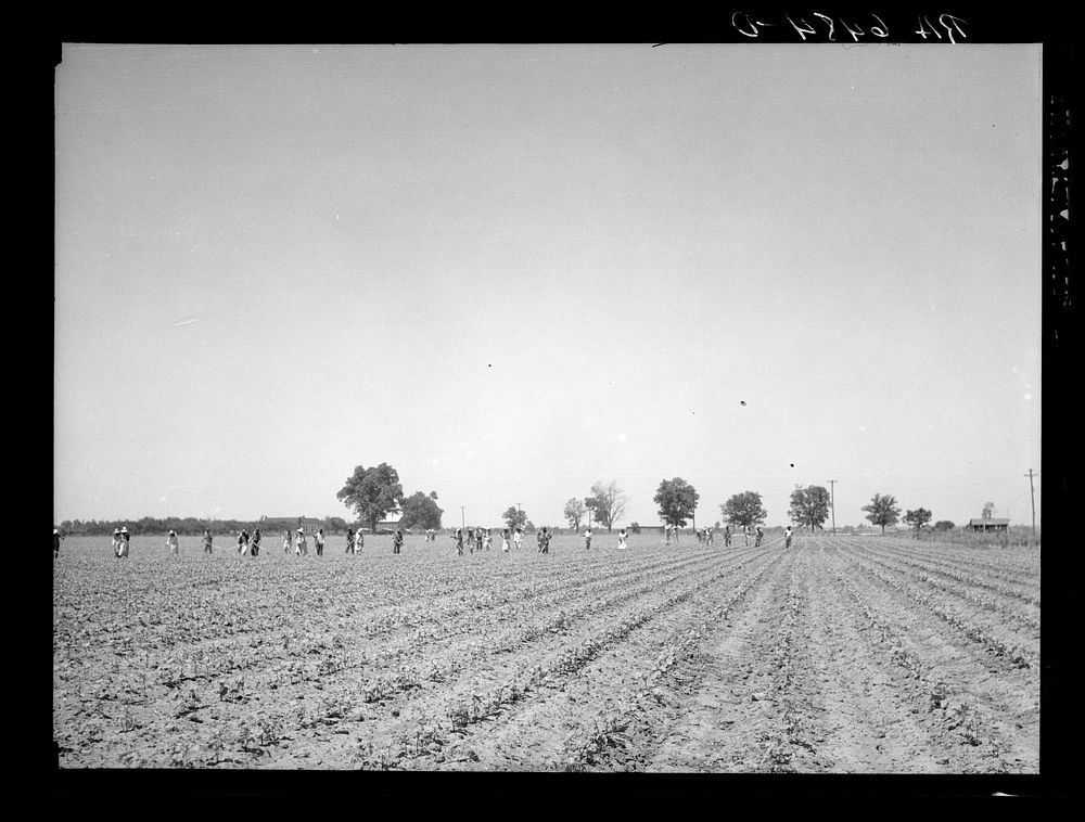 [Untitled photo, possibly related to: Cotton chopping on Mississippi Delta land near Clarksdale, Mississippi]. Sourced from…