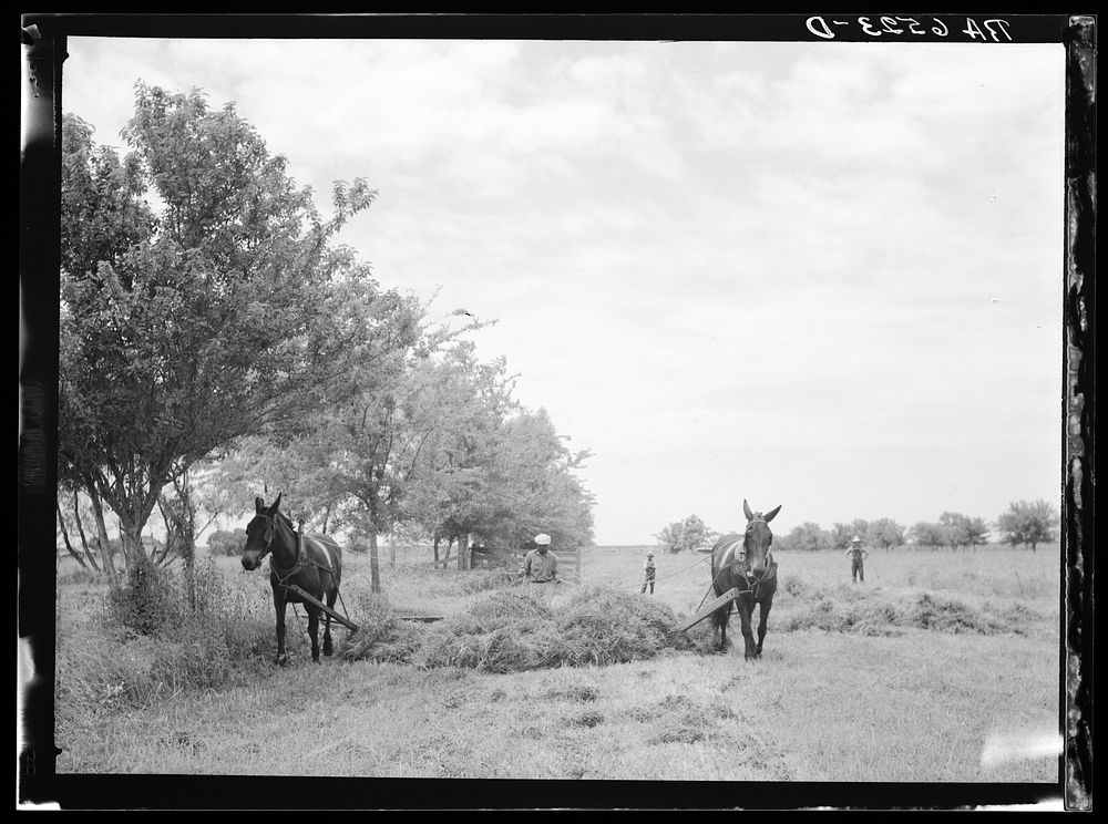 [Untitled photo, possibly related to: Rehabilitation Administration client racking clover with "sweep rake" at farm. St.…