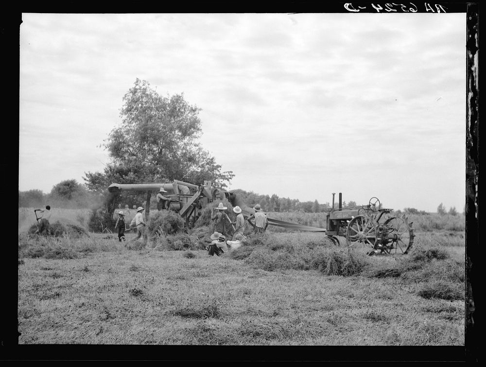 [Untitled photo, possibly related to: Threshing white dutch clover at farm in St. Charles Parish near New Orleans…