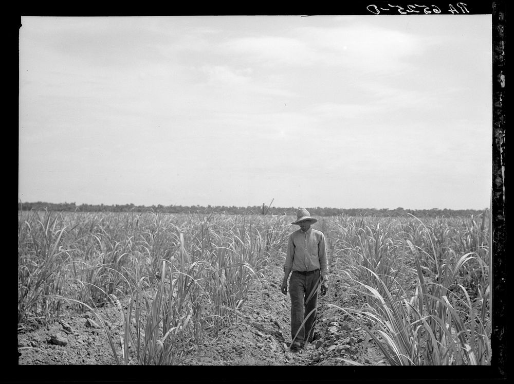 [Untitled photo, possibly related to: Sugar cane field of Resettlement Administration client. St. Charles Parish. Near New…