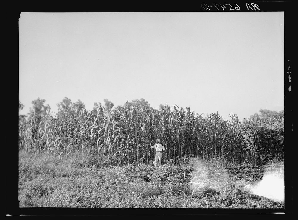 [Untitled photo, possibly related to: Rehabilitation Administration loan supervisor, St. Charles Parish, near New Orleans…