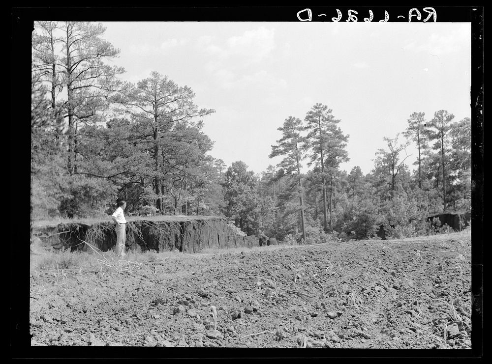[Untitled photo, possibly related to: Cornfield cultivated near erosion pit near Havana, Alabama. Near west Alabama land use…