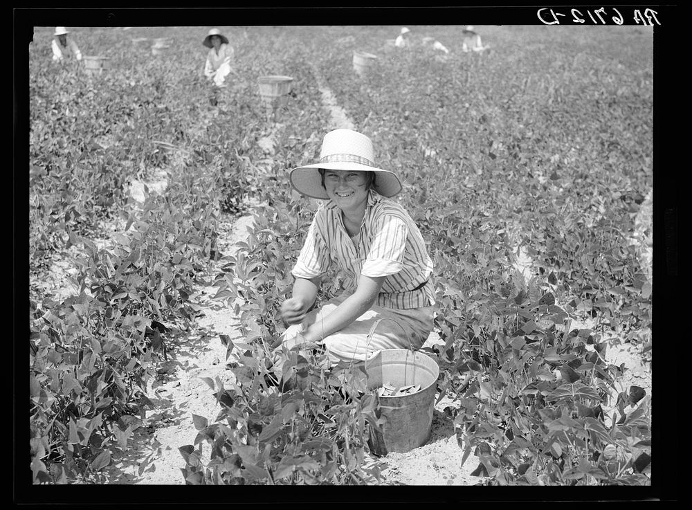 [Untitled photo, possibly related to: Daughter of Rural Rehabilitation Administration farmer picking butterbeans for her…