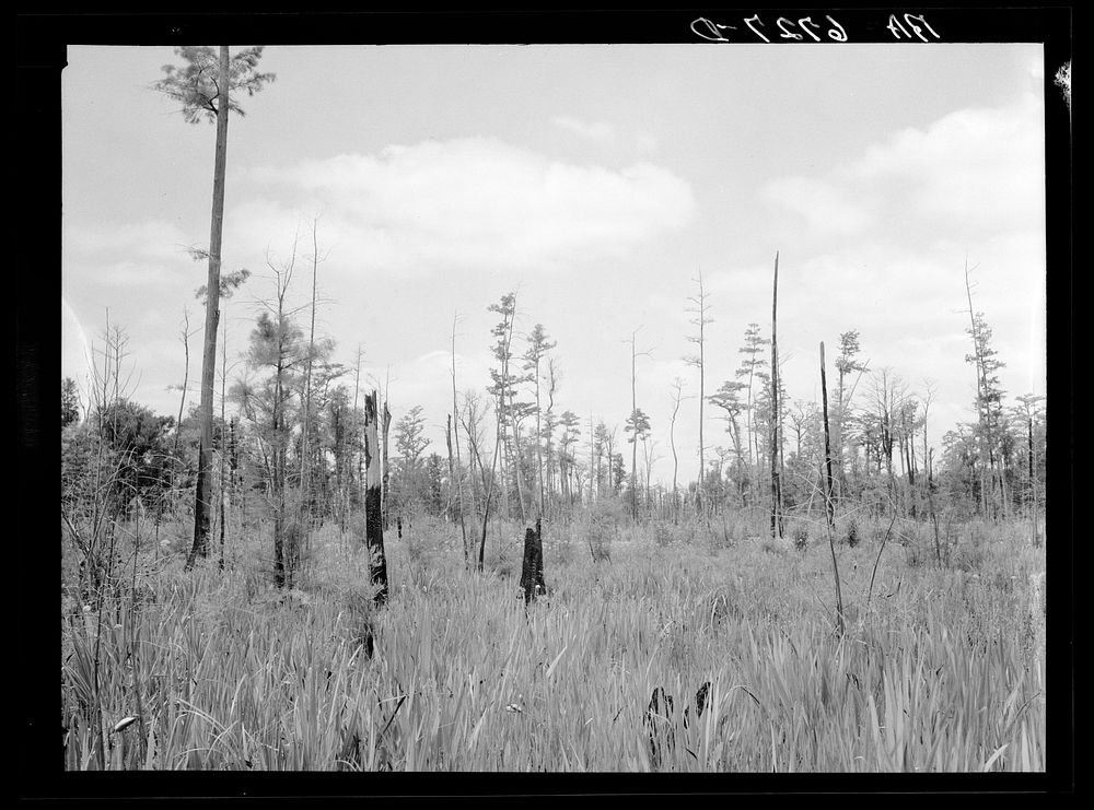 [Untitled photo, possibly related to: Marsh area on edge of Okefenokee Swamp, part of purchase area of Coastal Flatwoods…