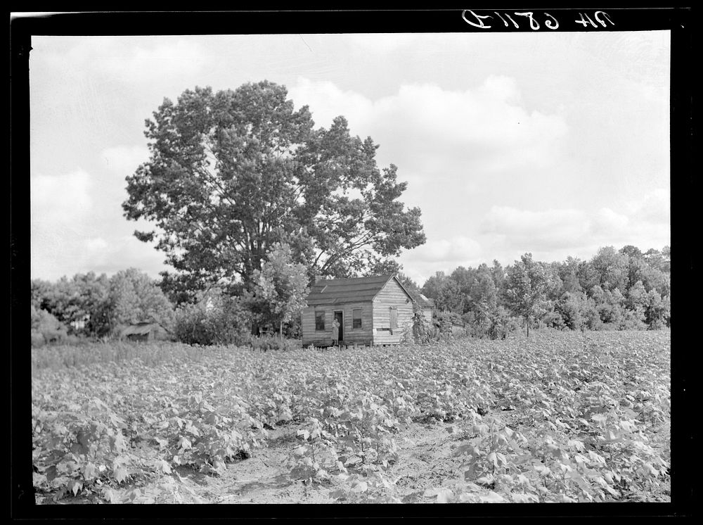 Lobeco, South Carolina. A white tenant farm, a three-room shack which houses a family of eleven. Sourced from the Library of…
