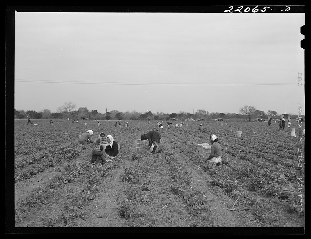 [Untitled photo, possibly related to: Brownsville, Texas (vicinity). Bean crop on large farm]. Sourced from the Library of…