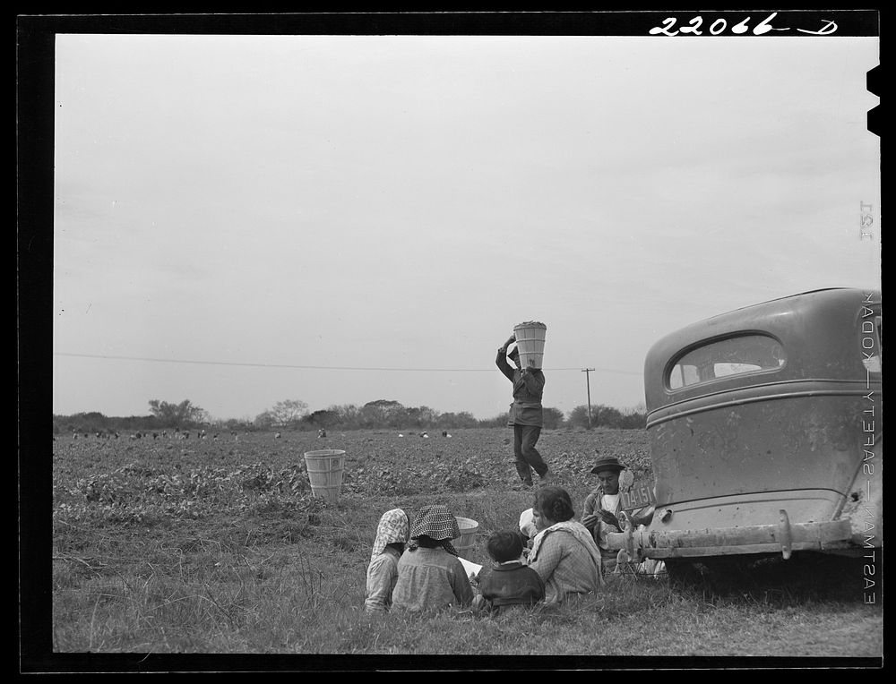 Brownsville, Texas (vicinity). Harvesters in bean field. Sourced from the Library of Congress.