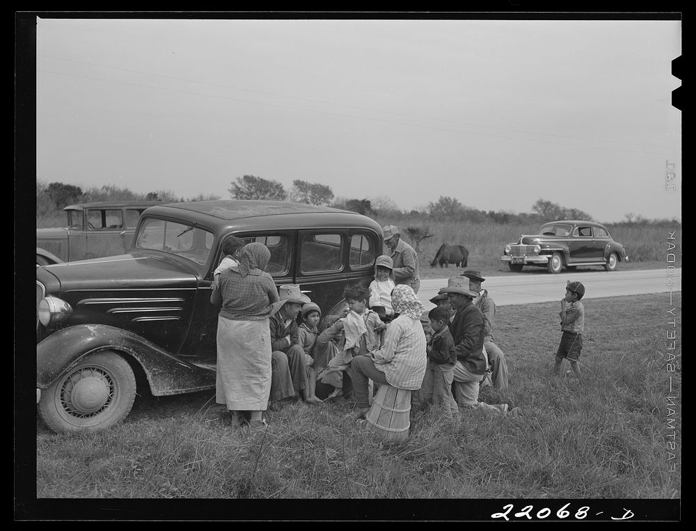 Brownsville, Texas (vicinity). Harvesters in bean field. Sourced from the Library of Congress.