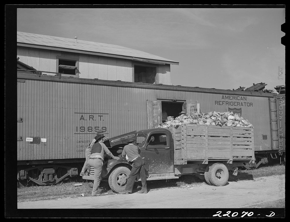 Donna, Texas. Loading cabbage. Sourced from the Library of Congress.
