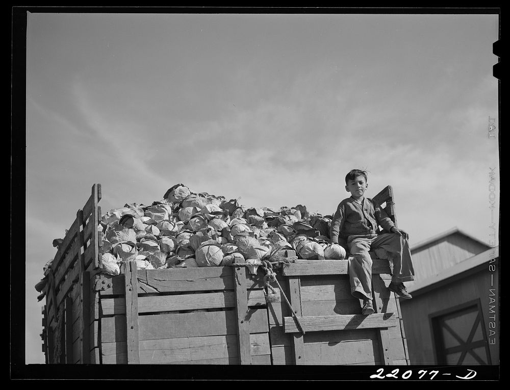 Donna, Texas. Loading cabbage. Sourced from the Library of Congress.