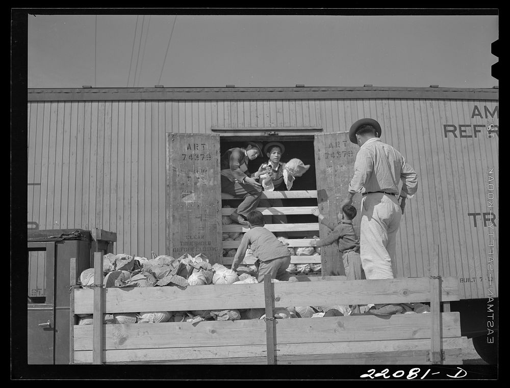 Donna, Texas. Cabbage. Sourced from the Library of Congress.