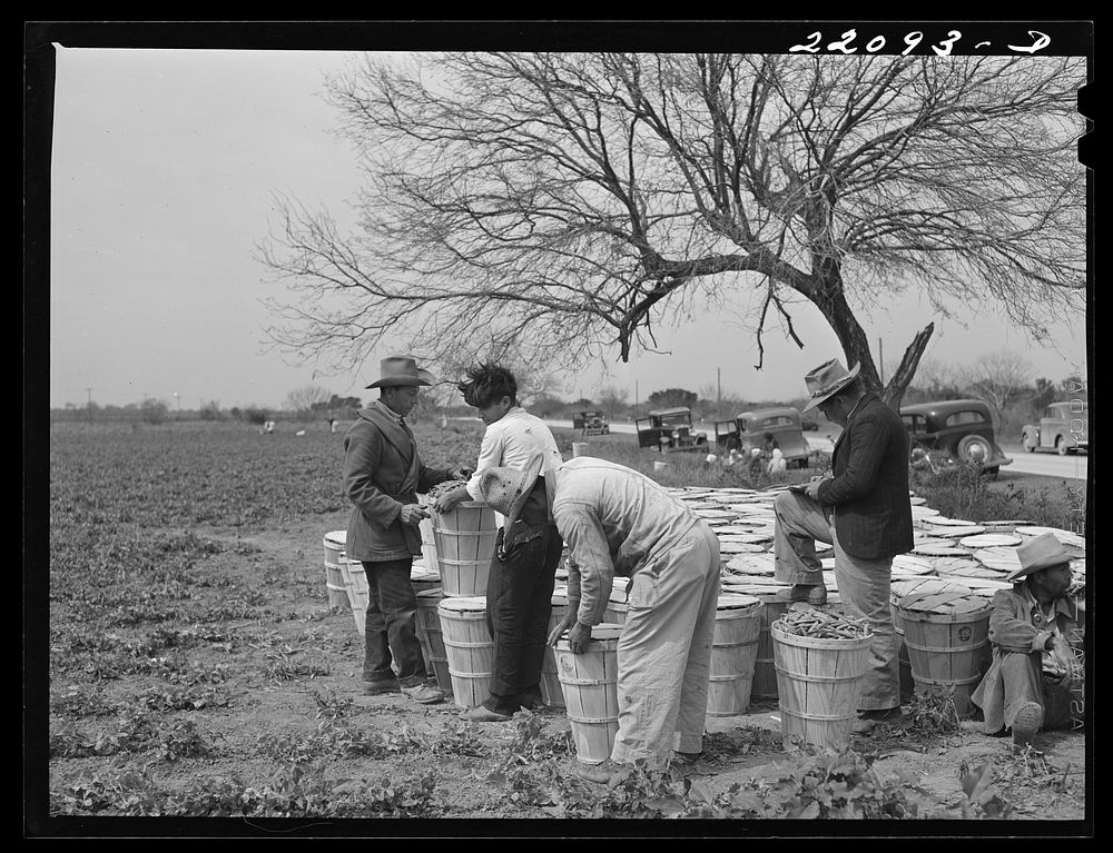 Brownsville, Texas (vicinity). Bean crop on a farm. Sourced from the Library of Congress.