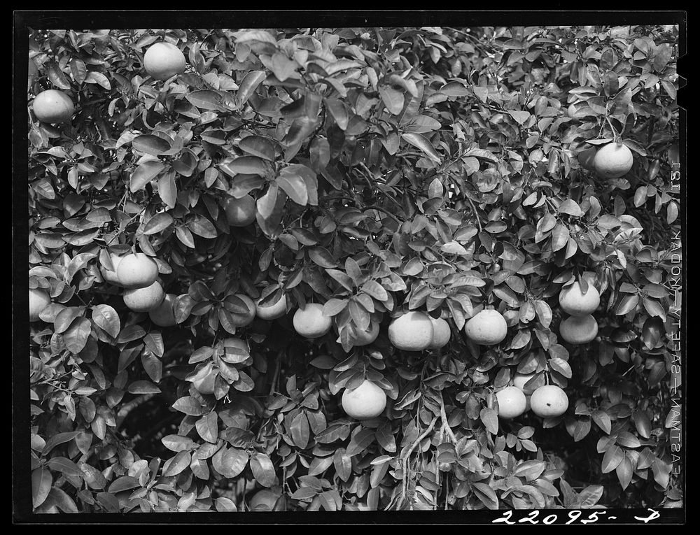 Weslaco, Texas (vicinity). Grapefruit tree. Sourced from the Library of Congress.