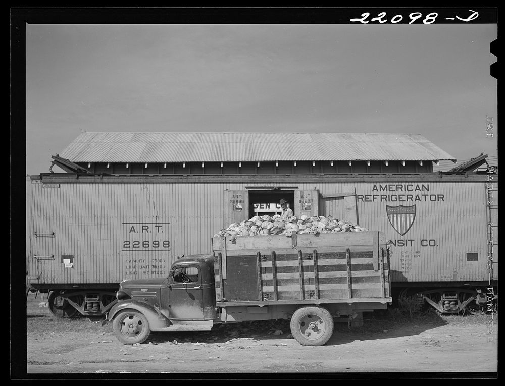 [Untitled photo, possibly related to: Donna, Texas (vicinity). Loading cabbage]. Sourced from the Library of Congress.