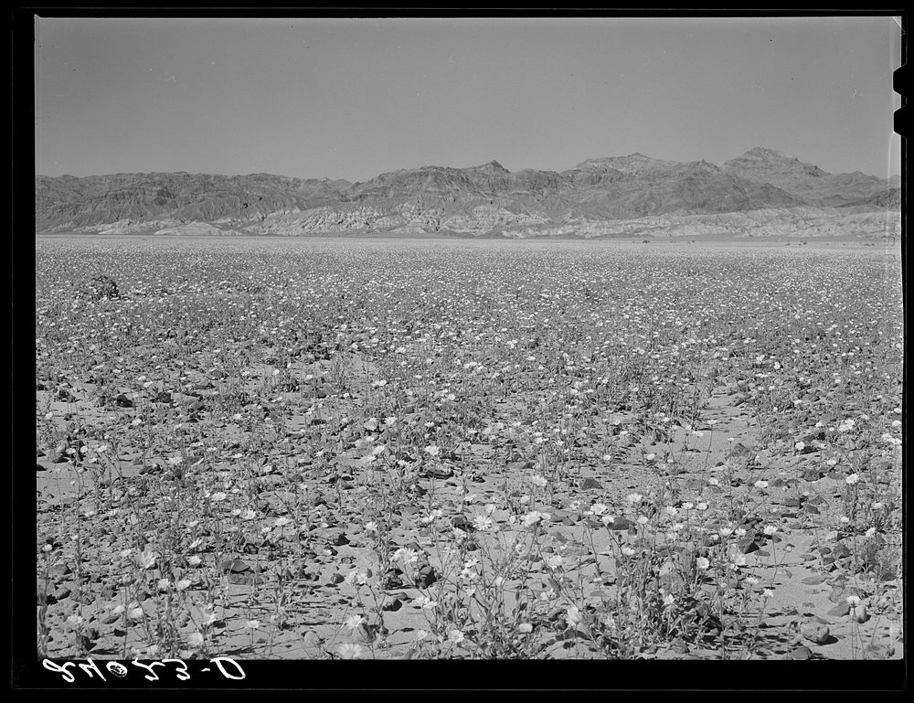 Flowers in desert. Death Valley, California. Sourced from the Library of Congress.