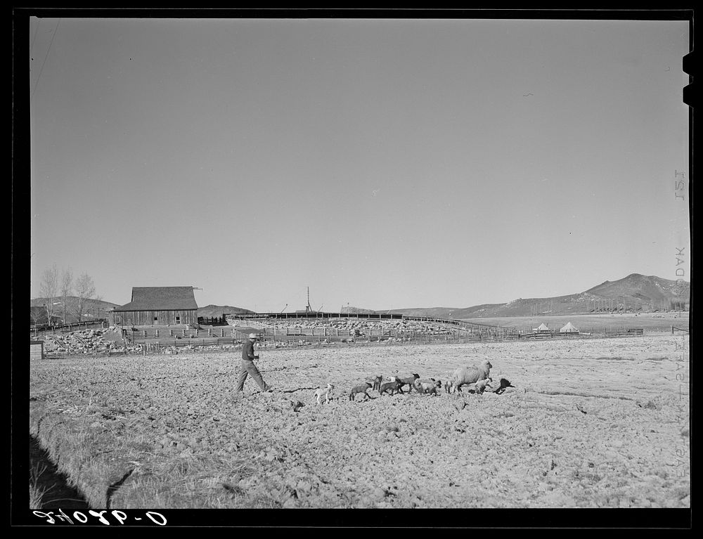 Sheep ranch. Washoe County, Nevada. Sourced from the Library of Congress.