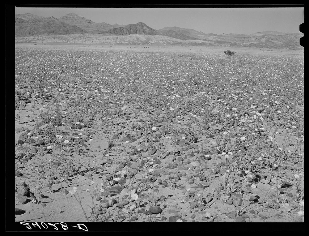[Untitled photo, possibly related to: Flowers in desert. Death Valley, California]. Sourced from the Library of Congress.