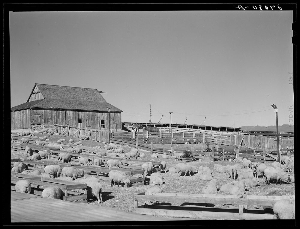 [Untitled photo, possibly related to: Sheep ranch. Washoe County, Nevada]. Sourced from the Library of Congress.