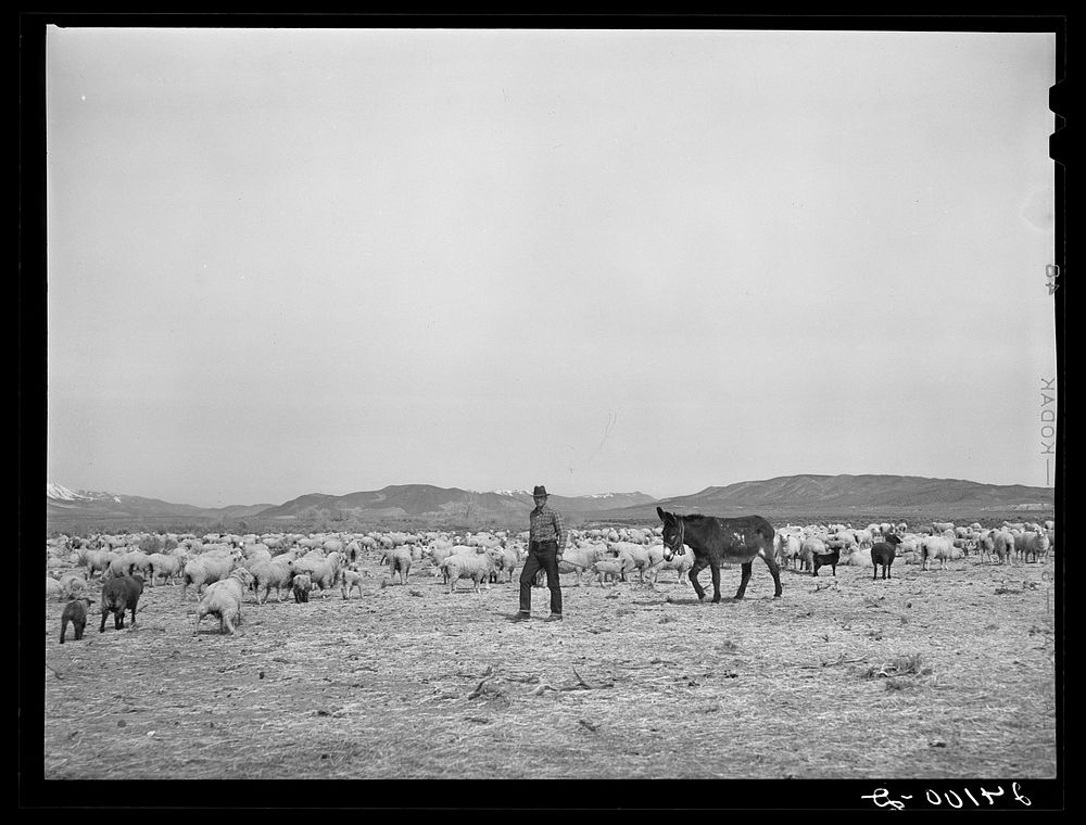 [Untitled photo, possibly related to: Sheep on range. Dangberg Ranch, Douglas County, Nevada]. Sourced from the Library of…