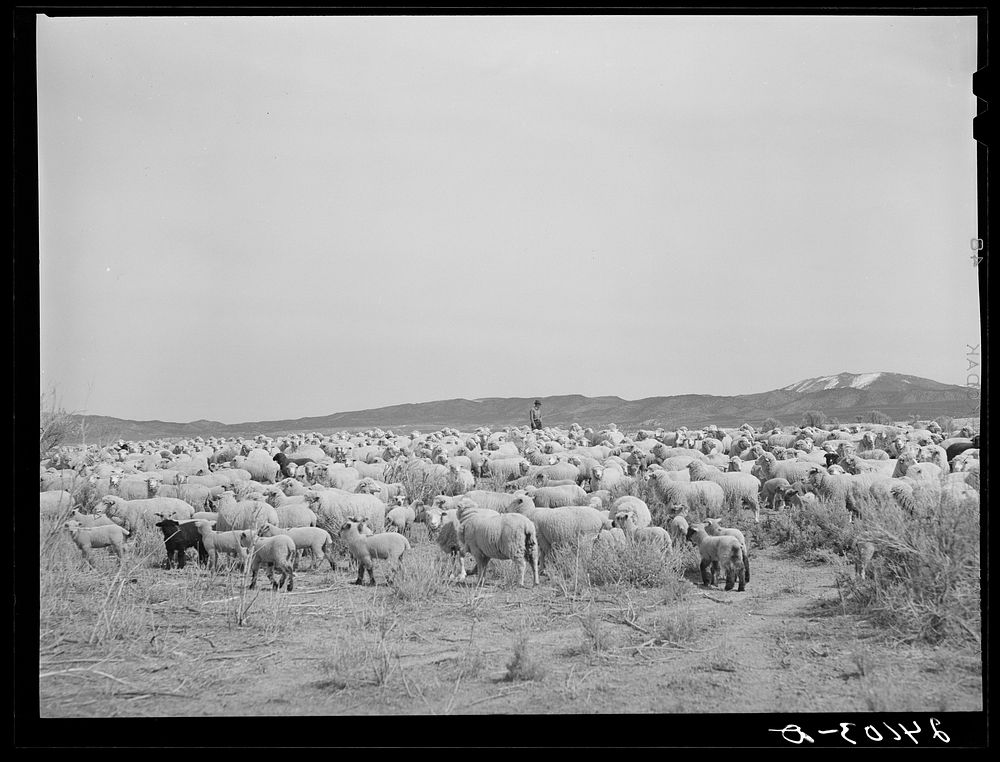 Sheep on range. Dangberg Ranch, Douglas County, Nevada. Sourced from the Library of Congress.