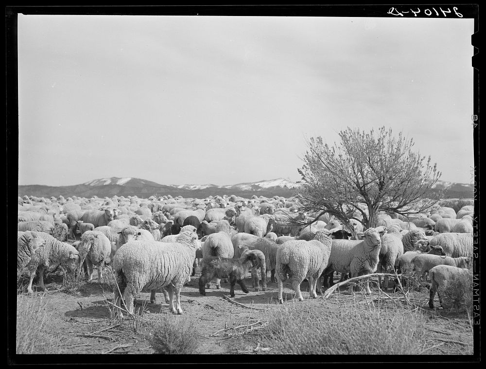 Sheep on range. Dangberg Ranch, Douglas County, Nevada. Sourced from the Library of Congress.
