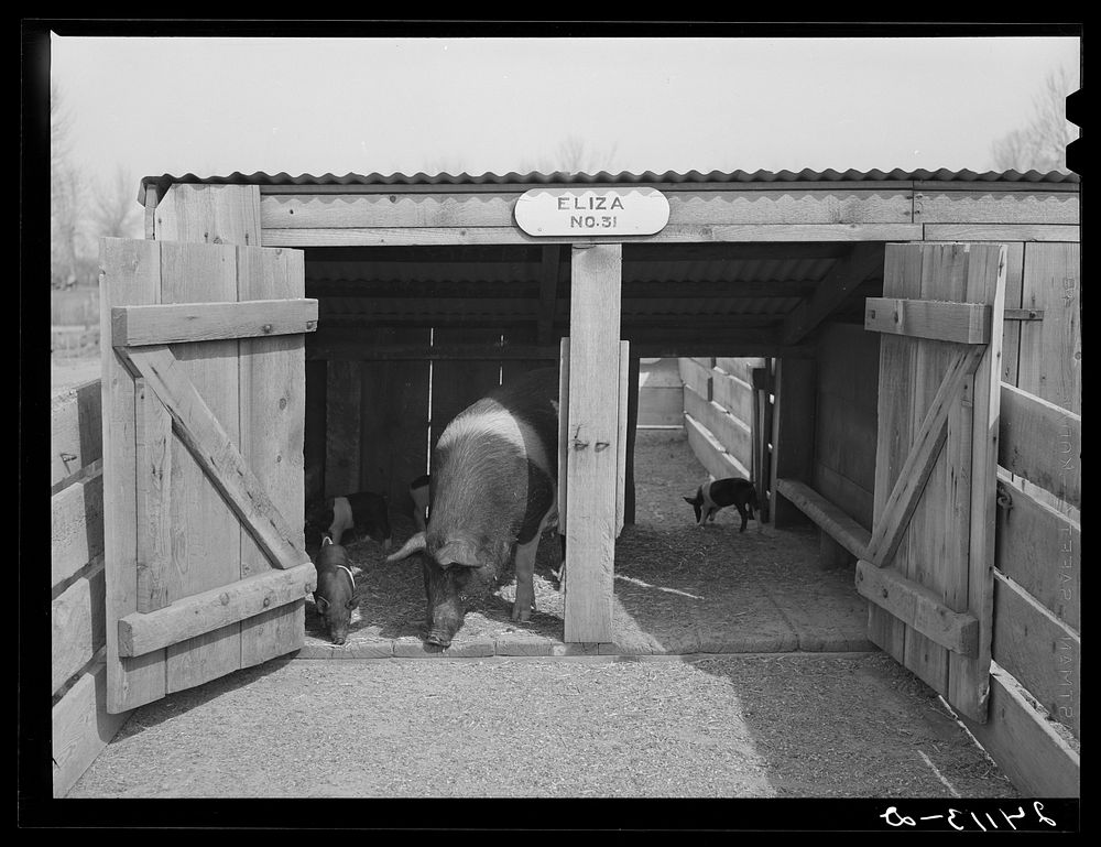 Brood sow with pigs. Danberg Ranch, Douglas County, Nevada. Sourced from the Library of Congress.